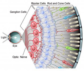 Ganglion Cells
